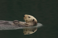 Indianisches Horoskop Otter